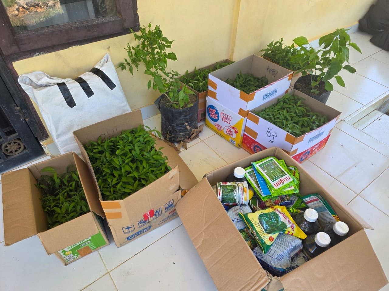 TP PKK Desa Tanjung Maria Menerima Bantuan Bibit dan Sarana Pertanian dari Dinas Pertanian Kabupaten Padang Lawas Utara